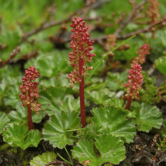 Gunnera magellanica Devil’s Strawberry with distinctive red berry like fruits amongst glossy green foliage