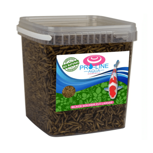 Black Soldier Fly koi treats high protein natural insect snacks for koi and pond fish