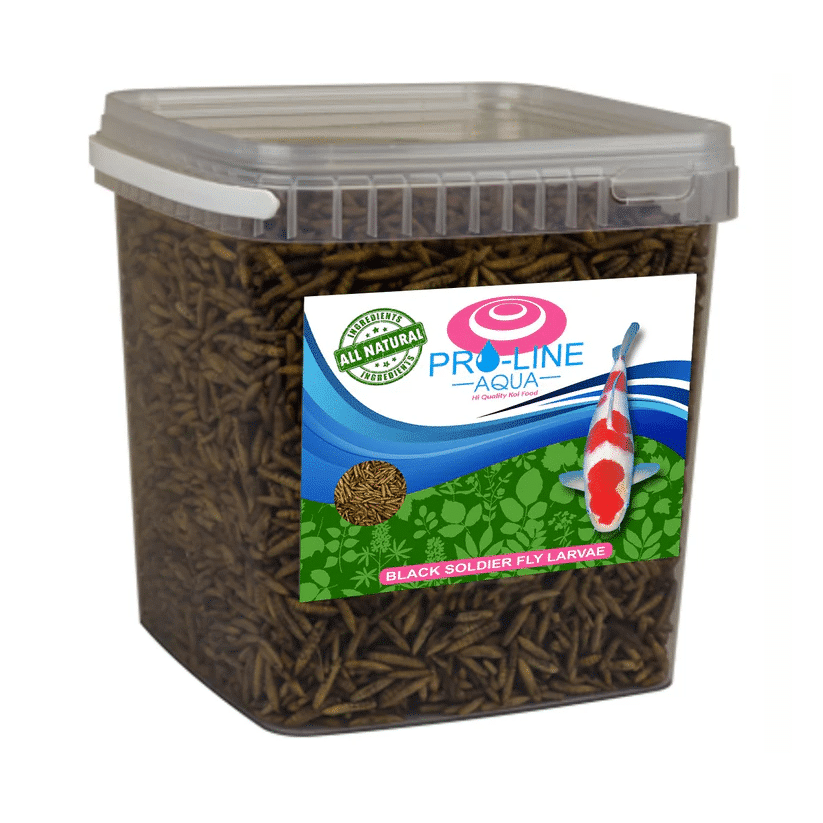 Black Soldier Fly koi treats high protein natural insect snacks for koi and pond fish